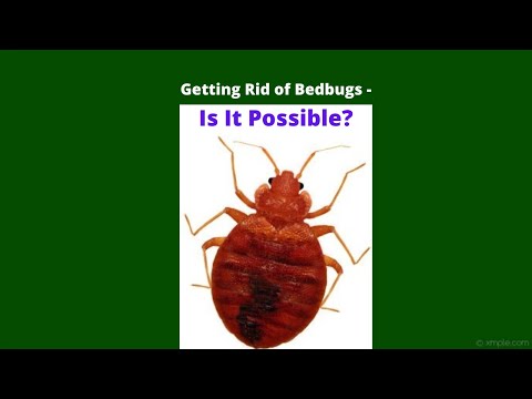 Bed Bugs are not Impossible to Get Rid of #shorts #bedbugextermination #bedbugskillers