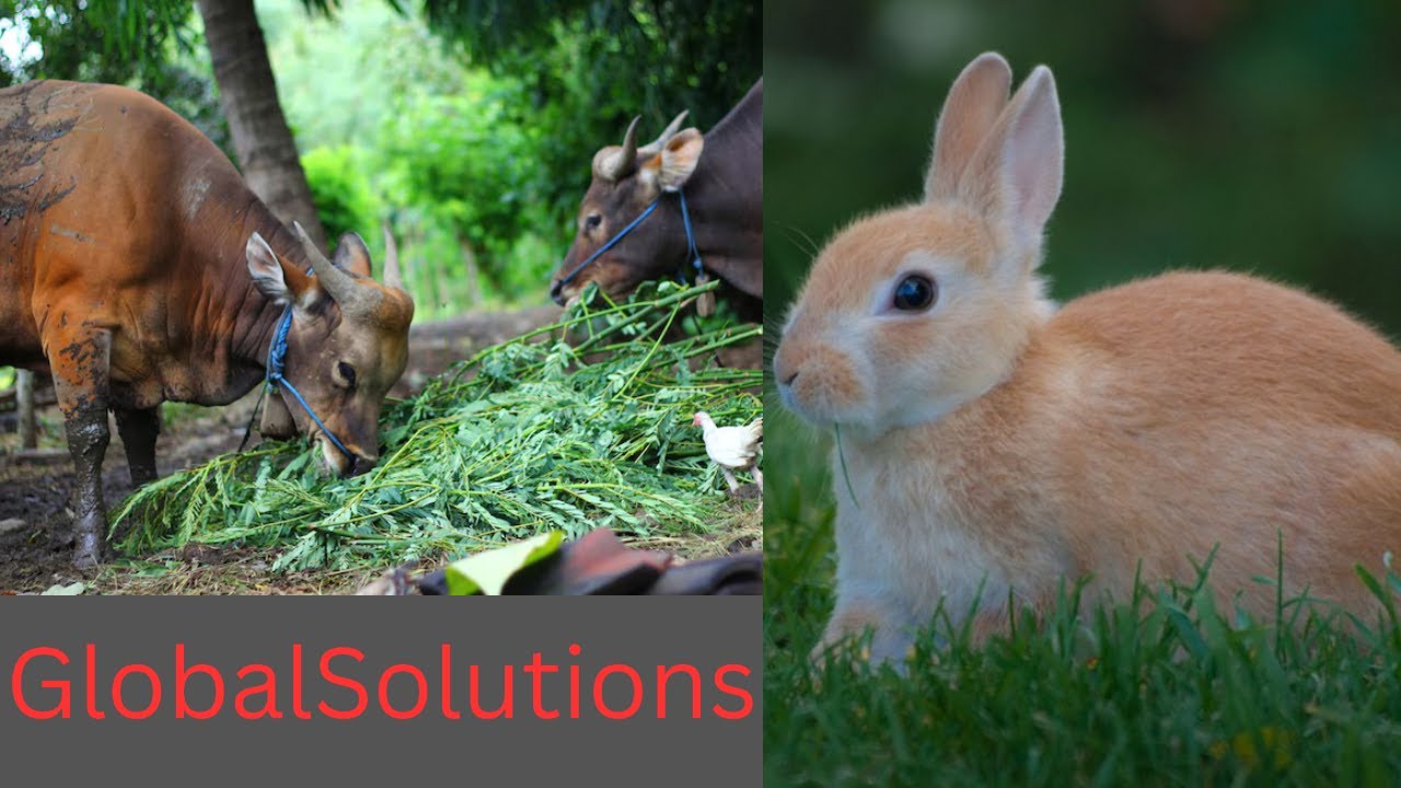 Beyond Borders: Collaborative Solutions to Global Food Security