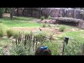 Wild African Dogs Play In The Water