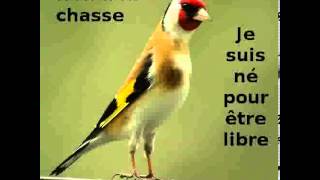 TÉLÉCHARGER COPIA CHARDONNERET MP3 GRATUITEMENT GRATUITEMENT CHARDONNERET MP3 TÉLÉCHARGER COPIA