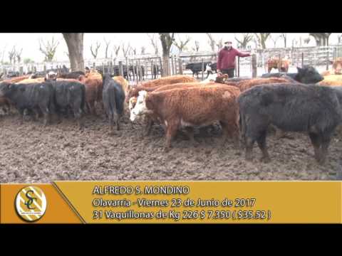 23-06-17 Venta de Hembras - Alfredo S. Mondino - Olavarria