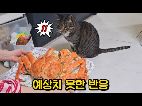 자기 몸만한 킹크랩을 본 호동이의 놀라운 행동과 어마어마한 꼬리펑
