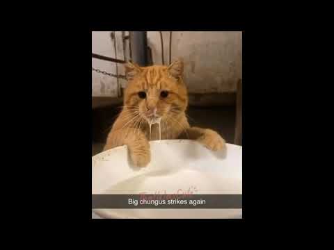 This is why Cat is the Most Cute Animal (Cute and Funny Cat Videos Compilation 2021) #4