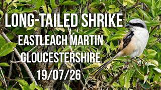 Download lagu Bentet ekor panjang di Eastleach Martin Gloucestershire 26/07/19 mp3