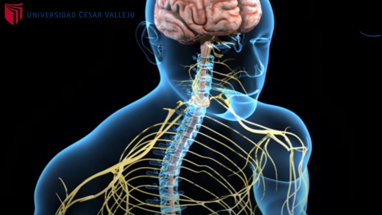 Grupo 7 Nuestro Sistema Nervioso Autónomo  es increíble