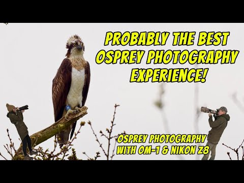 Osprey Photography at Horn Mill, Rutland – one of the best Wildlife Photo Experiences in the UK