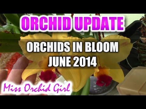 Orchids in bloom for June 2014