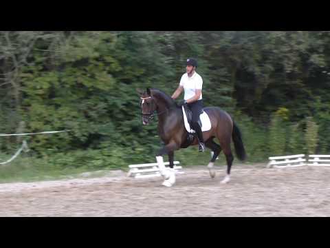 Stute von Scuderia (Verkauft/ sold)