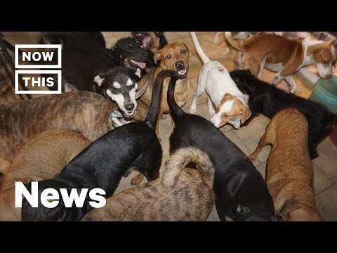 Woman Takes in 97 Stray Dogs to Save Them From Hurricane Dorian | NowThis