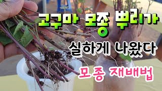 고구마 모종 재배법 고구마 전용비료는 어떤것 ?  삽목한 모종 뿌리는 ?