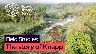 the story of knepp a rewilding success