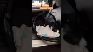 Download lagu story kebiri kucing kasian tapi ngakak mp3 Download lagu story kebiri kucing kasian tapi ngakak mp3