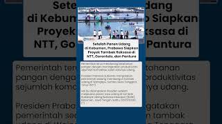 Prabowo Siapkan Proyek Tambak Modern di NTT, Gorontalo, dan Pantura usai Panen Udang Kebumen