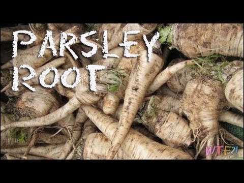download lagu mp3 mp4 Parsley Root Juice, download lagu Parsley Root Juice gratis, unduh video klip Parsley Root Juice