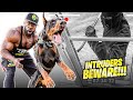 Vicious DOG goes to Training
