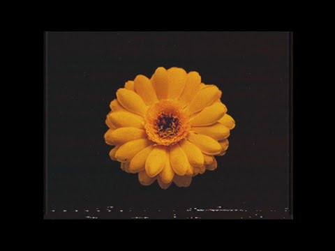 Traces of Flowers