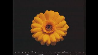 - ピコン - 花の名残り ft. 星界