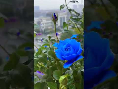 Beautiful  Blue Roses Plants satisfying video #short #satisfying