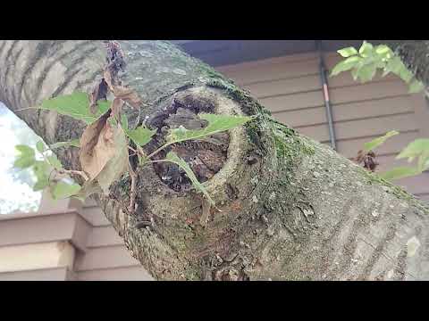 Colony of Carpenter Ants Inside a Tree in Monmouth Junction, NJ