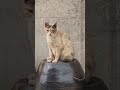 Cat On A Windowsill · David Benoit