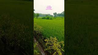 Download lagu manut titahe gustialloh #mariafoodchannel #sayajawa #sayamasak #shorts #short mp3