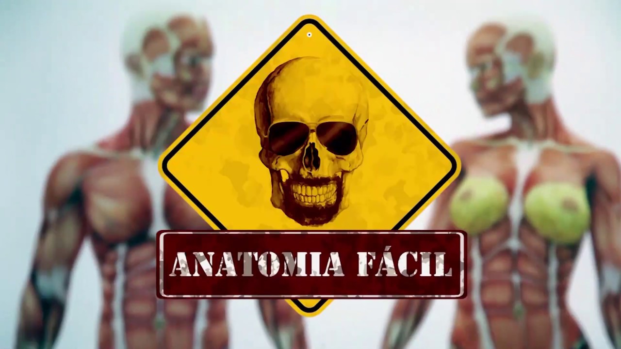 ARTICULAÇÃO SACROILÍACA SE VOCÊ NUNCA ENTENDEU, A HORA É AGORA!