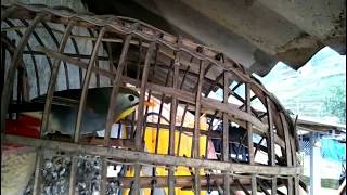 Download lagu Suara Nyanyian Burung Leiothrix Paruh Merah - Burung Leiothrix Lutea mp3