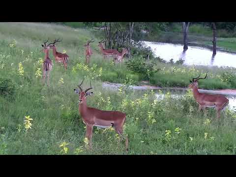 Djuma: Impala bachelor herd - 18:12 - 02/20/2023