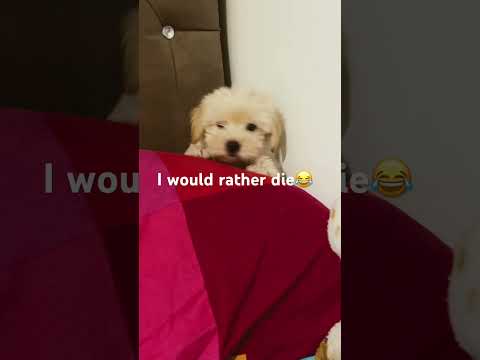 I would rather die 😂#dog #daglomiihoney#donotreupload  *don’t use my hashtags unless it’s a fan vid