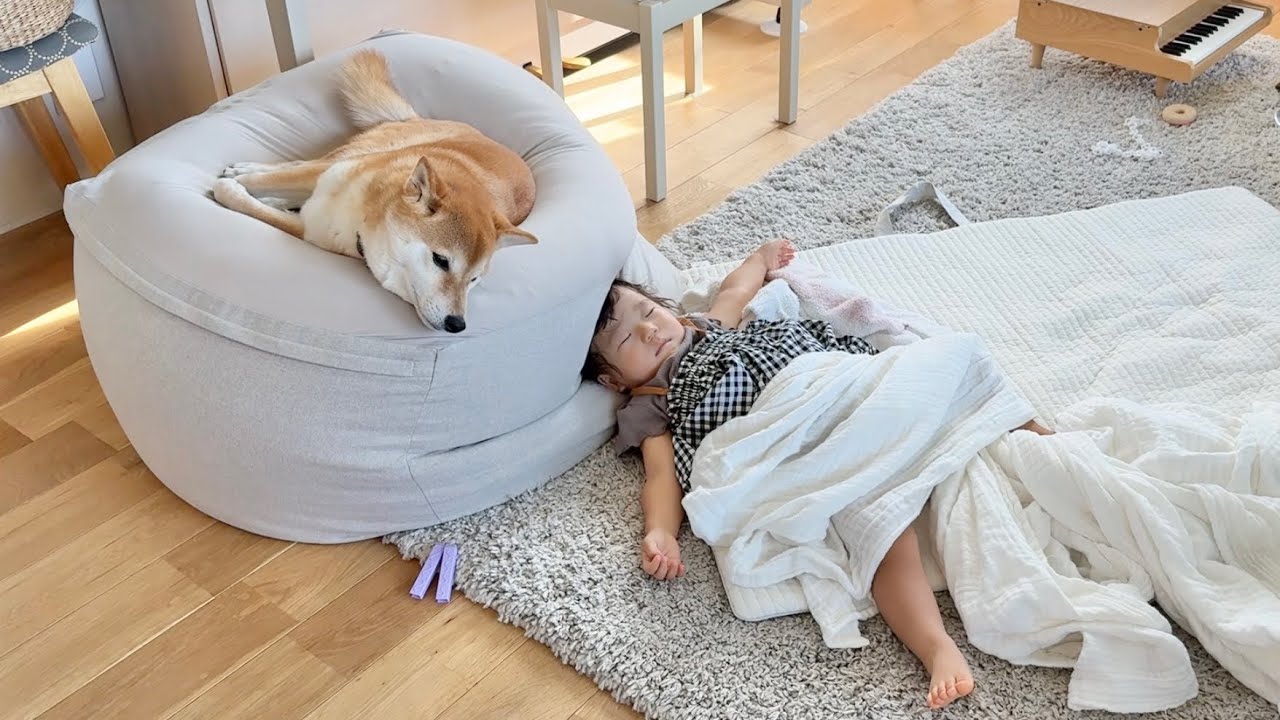 入院してた1歳娘が帰宅！元気なかった柴犬に笑顔が戻りました