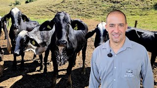 ELE PRODUZ 6 MIL LITROS DE LEITE POR DIA COM GIROLANDO 