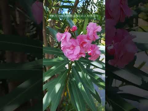 キョウチクトウの成長を促進し、健康を維持できる肥料は何ですか?  庭園