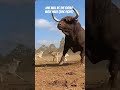 One Bull vs The Entire Wolf Pack (EPIC FIGHT) #wildlife #animals #bull