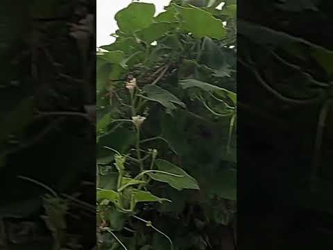 Sukhjinder vlogs mini