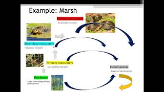 Activity 1 - Trophic Structure and Food Webs