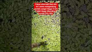 Download lagu Alternative feed for tilapia: Lemna has a high protein content of 37.6%, higher than Azolla at 23... mp3 Download lagu Alternative feed for tilapia: Lemna has a high protein content of 37.6%, higher than Azolla at 23... mp3