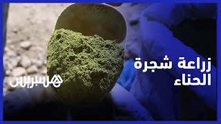الحناء.. خطوات زراعتها وكيفية انتاجها thumbnail