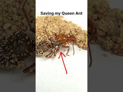 SAVING my DYING QUEEN ANT!!