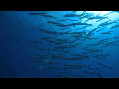 A vida marinha no Tahiti, Polinésia Francesa