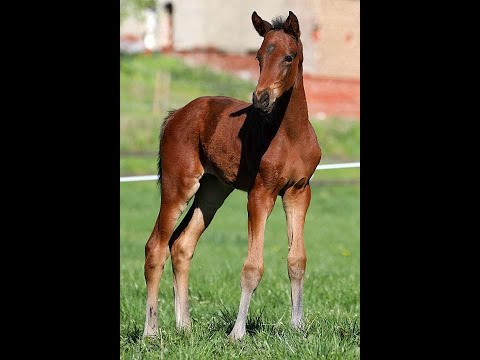 Gabrielle by Galaxy- Rock Forever*2020