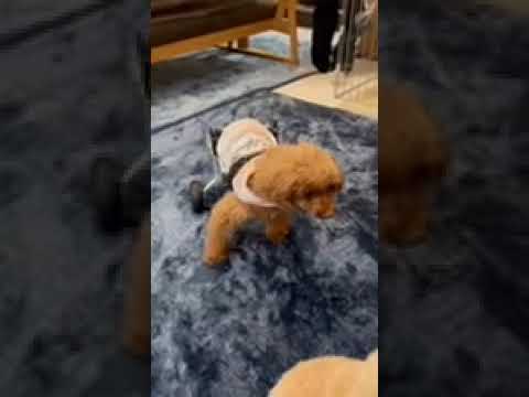 トイプードルのドコちゃん　犬用車いすで歩く
