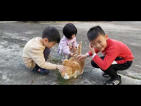 鄉村日常生活 | 香港大埔 | Daily life of Countryside | Tai Po Hong Kong 2024.02.12