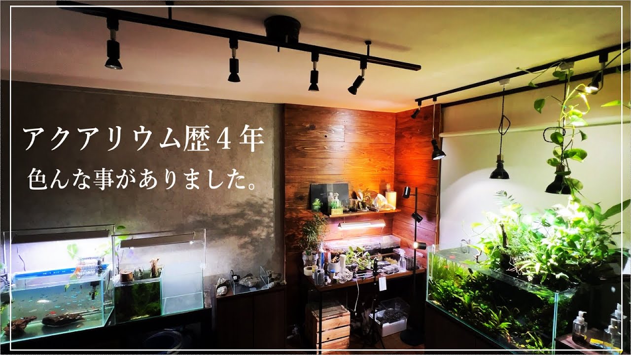 アクアリウムを初めて約4年が経過した【総集編】