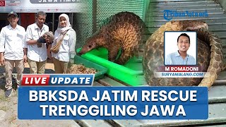 Penyelamatan Trenggiling, Petugas BBKSDA imbau Warga Mojokerto: Lapor jika Temukan Satwa Dilindungi