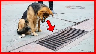 This Dog Looked into a Storm Drain Every Day, and When it was Opened, People Were Shocked!