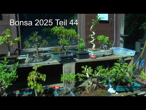 Bonsai Teil 44  Pflanzen versorgen und NEU Wilder Wein aus der Pflasterfuge retten