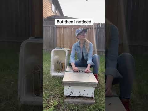 Catching a Swarm of Bees