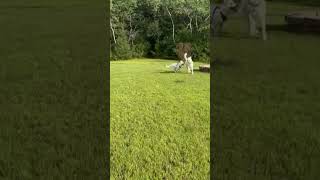 Video preview image #1 Pyrenees Husky Puppy For Sale in Princeton, MN, USA