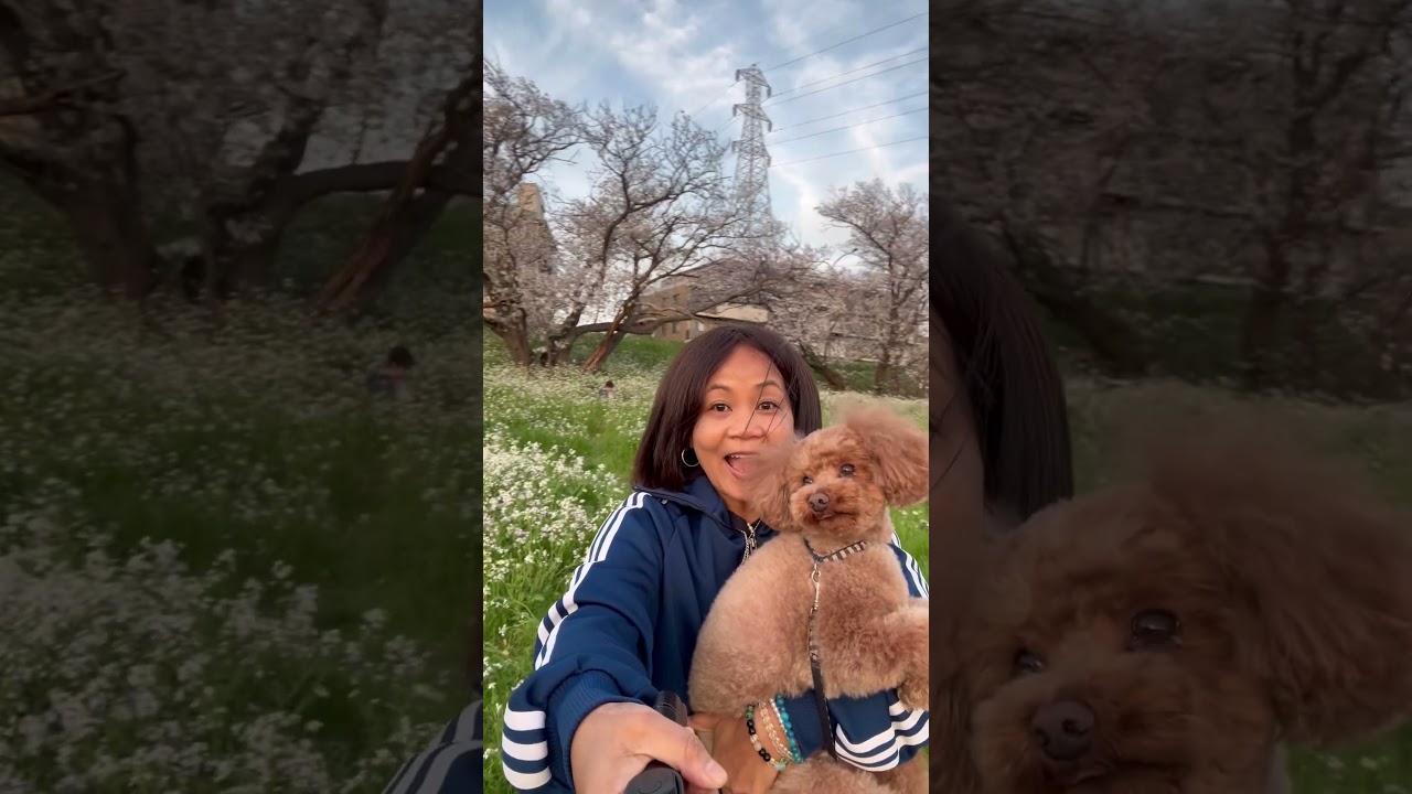 Tokyo spring 2026 - beautiful as always.