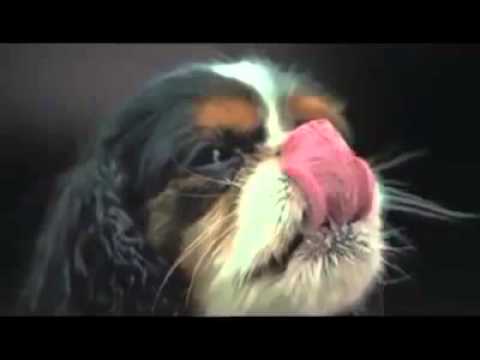 Dogs Shaking in Slow Motion!